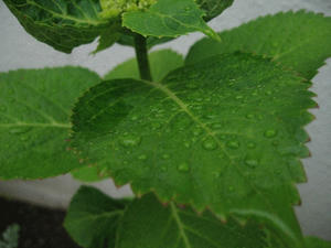 rain_leaf.jpg